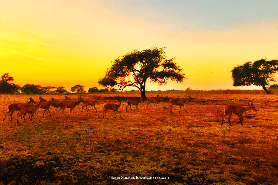 Tips Traveling ke Taman Nasional Baluran di Situbondo