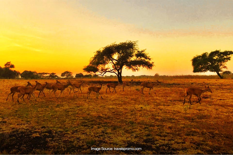 Aktivitas Menarik yang Wajib Dicoba di Taman Nasional Baluran