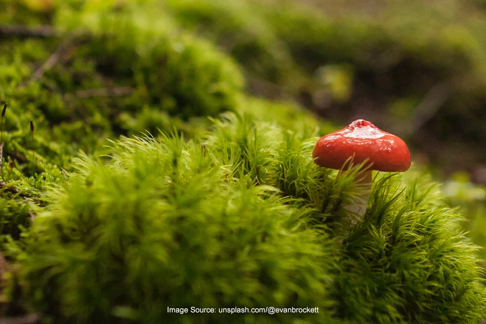 Jenis Jamur Beracun, Jangan Sampai Salah Makan!