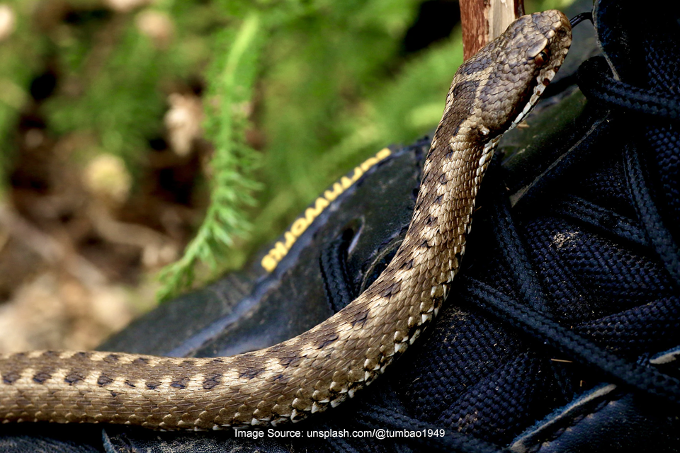Hati-hati, Ini Tips Bertualang ke Destinasi yang Banyak Ular!
