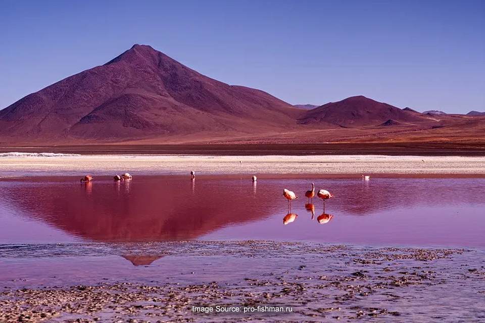 Fakta Unik Laguna Colorada, Danau Air Asin di Ketinggian 4.000 Mdpl