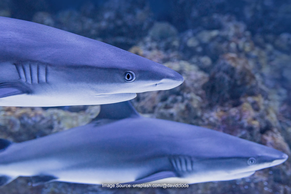 Nggak Cuma Pantai, Lokasi Wisata Ini Juga Wajib Dikunjungi di Sanur