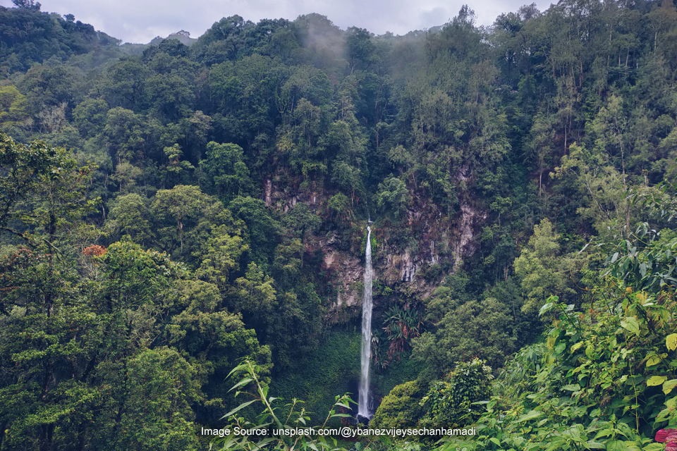 Kemegahan Hutan Terbesar dengan Satwa Endemiknya di Indonesia