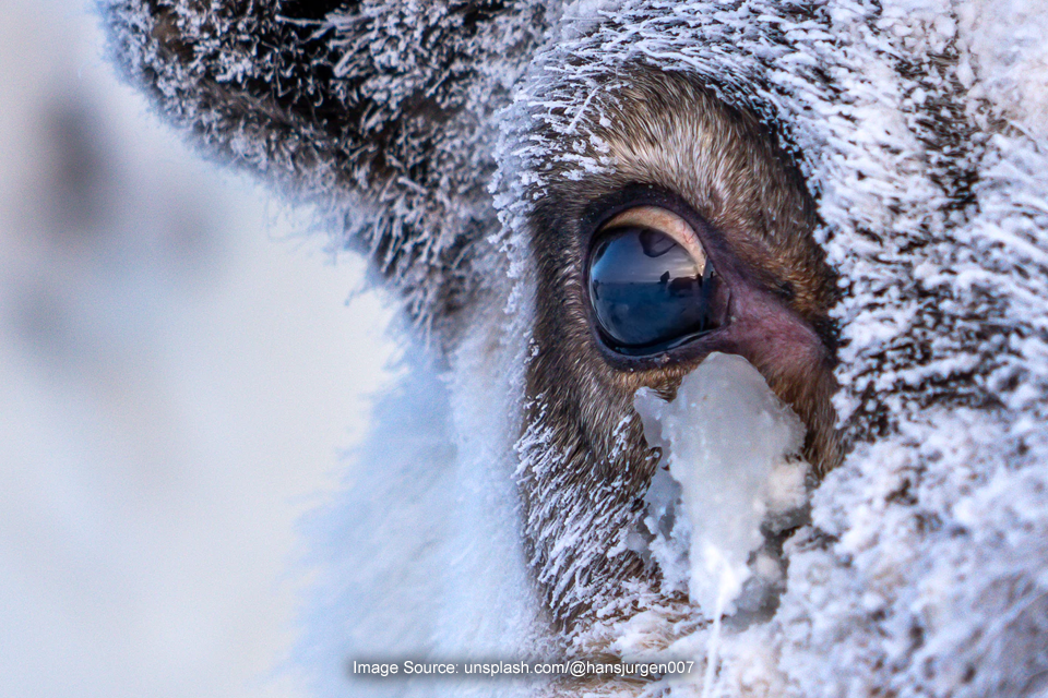 Kota Yakutsk di Rusia, Suhu Bisa Tembus -50 Derajat Celcius!