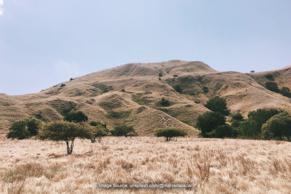 Ada Hewan Langka di Pulau Komodo yang Masih Jarang Diketahui