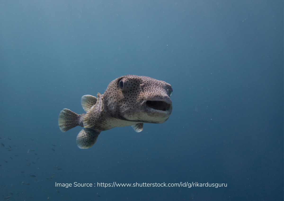 Hati-Hati! Ada banyak Ikan Buntal yang Mematikan di Air Tawar