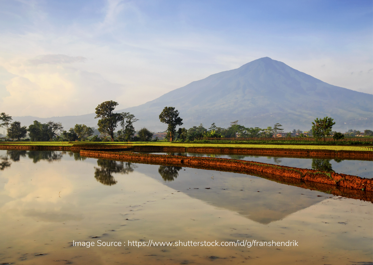 Lebih Dekat dengan Gunung Cikuray, Habitat Babi Ganas