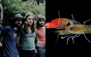 Dijadikan Nama Udang Spesies Baru