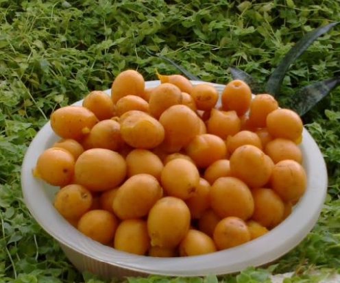 PETRUS ARIANTO JOVITO